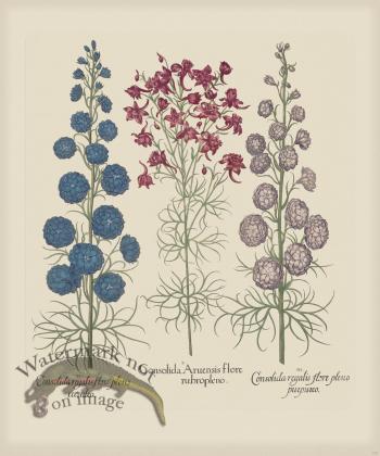 Besler 179 Colored B2